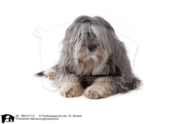 Polnischer Niederungshtehund / Polish lowland sheepdog / RR-41713
