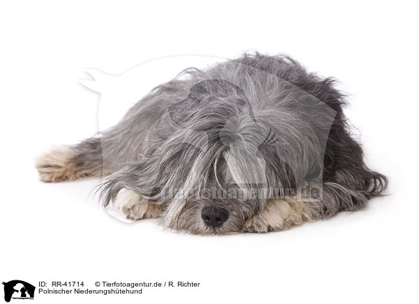 Polnischer Niederungsh�tehund / RR-41714