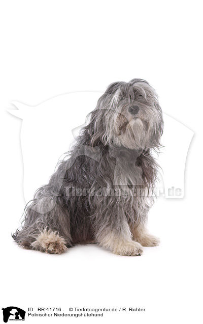 Polnischer Niederungshtehund / Polish lowland sheepdog / RR-41716