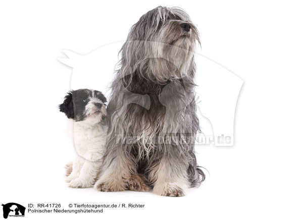 Polnischer Niederungshtehund / Polish lowland sheepdog / RR-41726