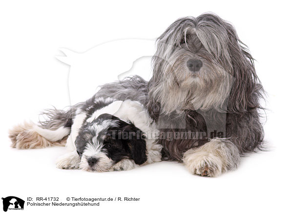 Polnischer Niederungshtehund / Polish lowland sheepdog / RR-41732