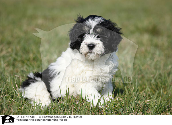 Polnischer Niederungshtehund Welpe / Polish lowland sheepdog puppy / RR-41738