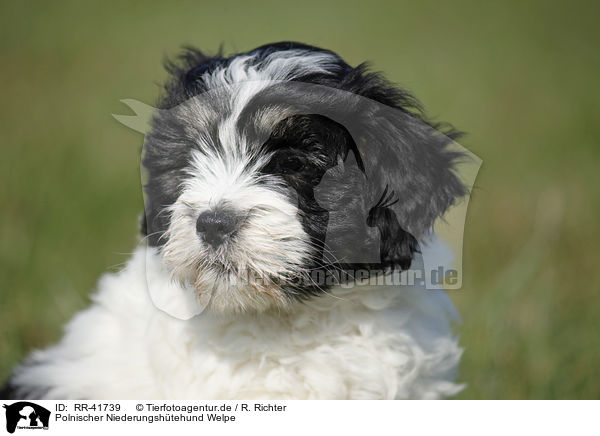 Polnischer Niederungshtehund Welpe / Polish lowland sheepdog puppy / RR-41739