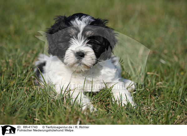 Polnischer Niederungshtehund Welpe / Polish lowland sheepdog puppy / RR-41740