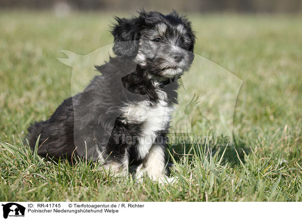 Polnischer Niederungshtehund Welpe / Polish lowland sheepdog puppy / RR-41745