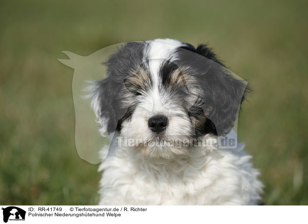 Polnischer Niederungshtehund Welpe / Polish lowland sheepdog puppy / RR-41749