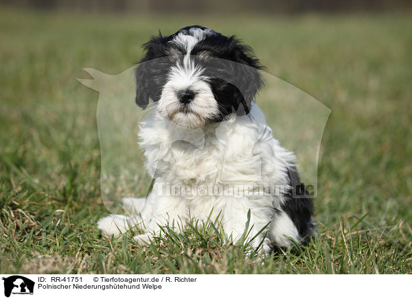 Polnischer Niederungshtehund Welpe / Polish lowland sheepdog puppy / RR-41751