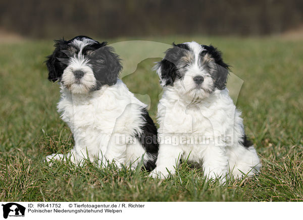 Polnischer Niederungshtehund Welpen / RR-41752