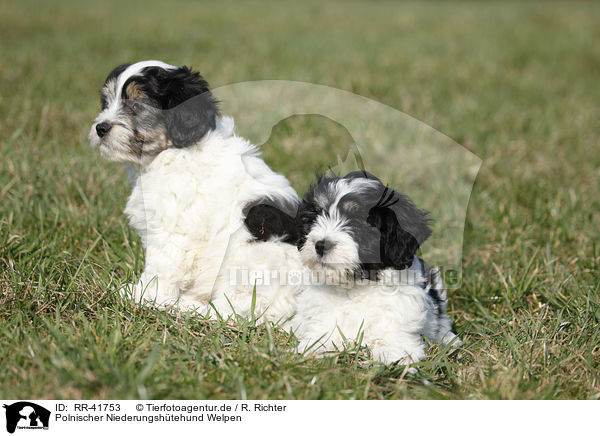 Polnischer Niederungshtehund Welpen / RR-41753