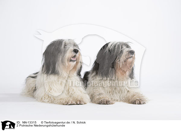 2 Polnische Niederungshtehunde / 2 Polish Lowland Sheepdogs / NN-13315