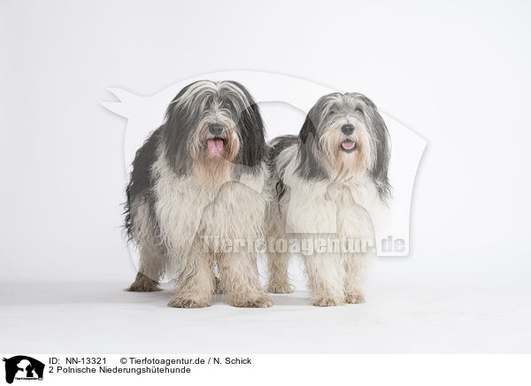 2 Polnische Niederungshtehunde / NN-13321