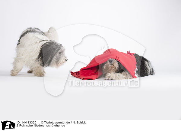 2 Polnische Niederungshtehunde / 2 Polish Lowland Sheepdogs / NN-13325