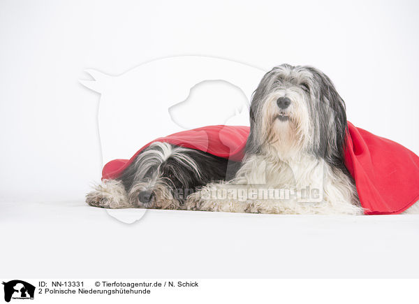 2 Polnische Niederungshtehunde / 2 Polish Lowland Sheepdogs / NN-13331