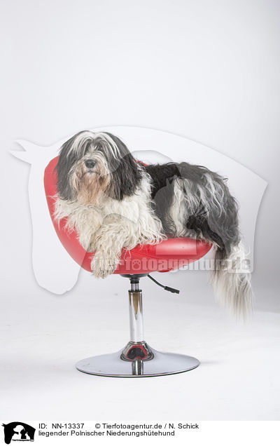 liegender Polnischer Niederungshtehund / NN-13337