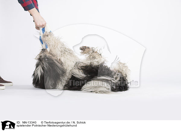 spielender Polnischer Niederungshtehund / playing Polish Lowland Sheepdog / NN-13340
