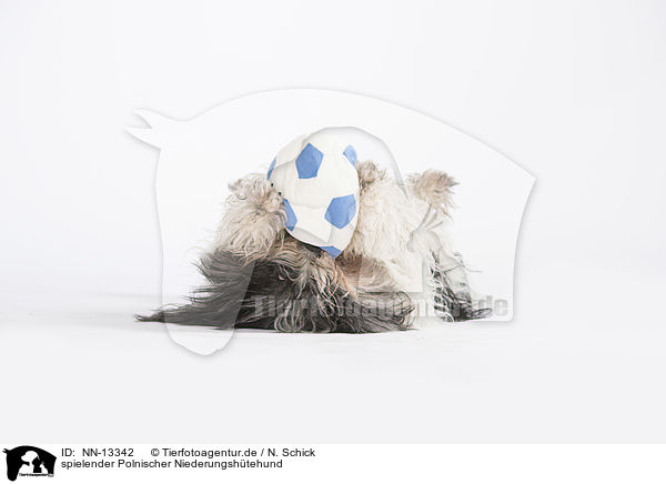 spielender Polnischer Niederungshtehund / playing Polish Lowland Sheepdog / NN-13342