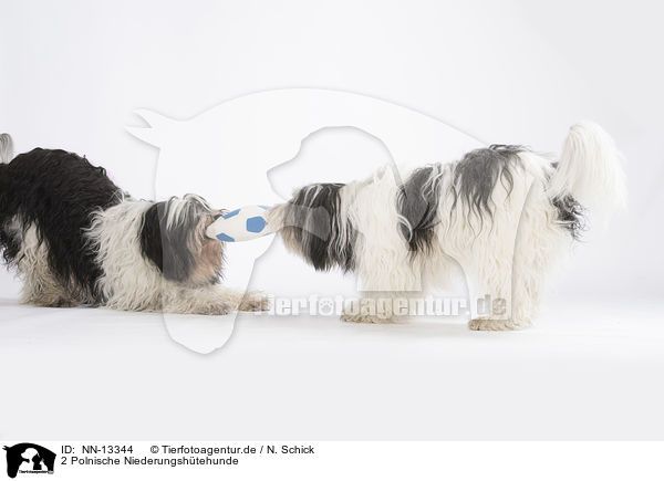 2 Polnische Niederungshtehunde / 2 Polish Lowland Sheepdogs / NN-13344