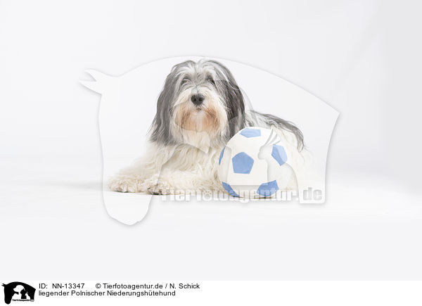 liegender Polnischer Niederungshtehund / lying Polish Lowland Sheepdog / NN-13347