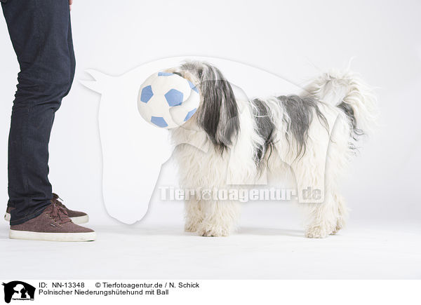 Polnischer Niederungshtehund mit Ball / Polish Lowland Sheepdog with ball / NN-13348