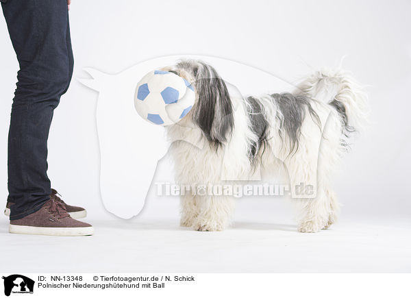 Polnischer Niederungshtehund mit Ball / NN-13348