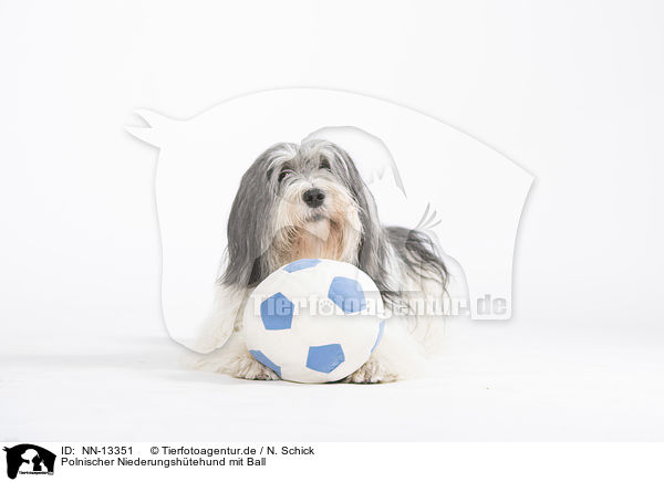 Polnischer Niederungshtehund mit Ball / NN-13351