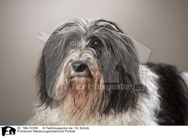 Polnischer Niederungshtehund Portrait / Polish Lowland Sheepdog Portrait / NN-13359