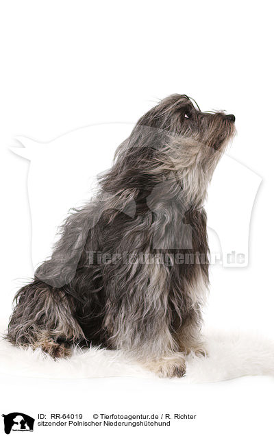 sitzender Polnischer Niederungshtehund / sitting Polish Lowland Sheepdog / RR-64019