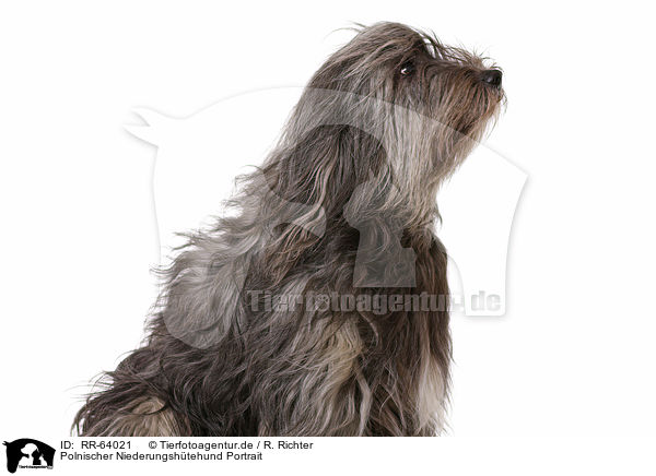 Polnischer Niederungshtehund Portrait / RR-64021