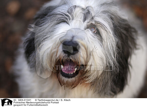 Polnischer Niederungshtehund Portrait / SEK-01341