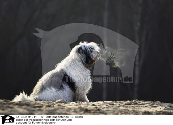 sitzender Polnischer Niederungshtehund / sitting Polish Lowland Sheepdog / SEK-01344