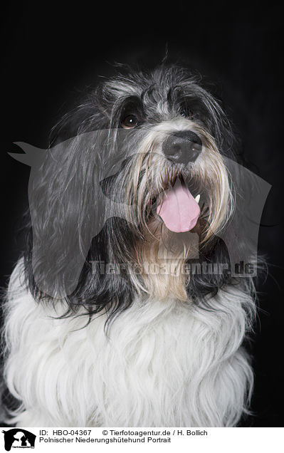 Polnischer Niederungshtehund Portrait / Polish Lowland Sheepdog Portrait / HBO-04367