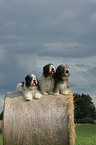 Polnische Niederungshtehunde