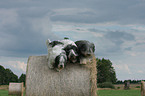 Polnische Niederungshtehunde