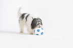 Polnischer Niederungshtehund mit Ball