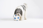 Polnischer Niederungshtehund mit Ball