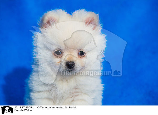 Pomchi Welpe / SST-15554