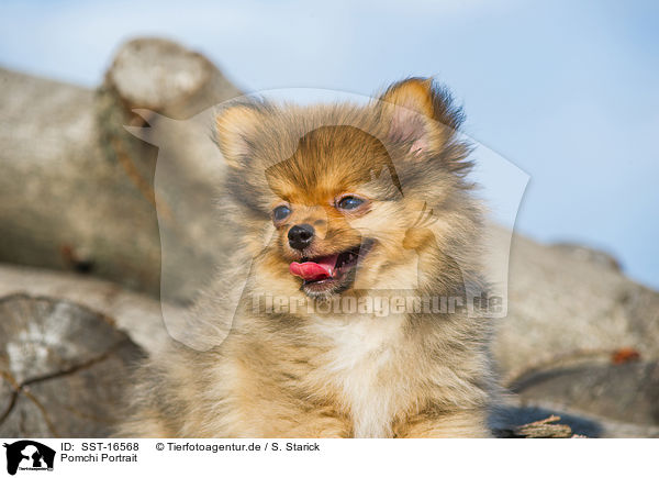 Pomchi Portrait / SST-16568