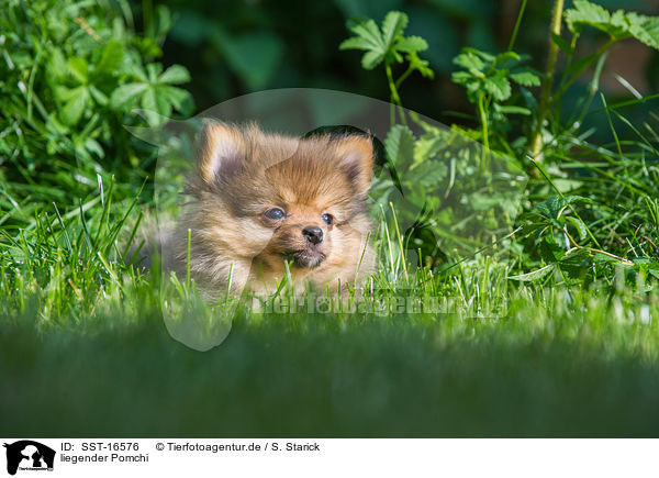 liegender Pomchi / lying Pomchi / SST-16576