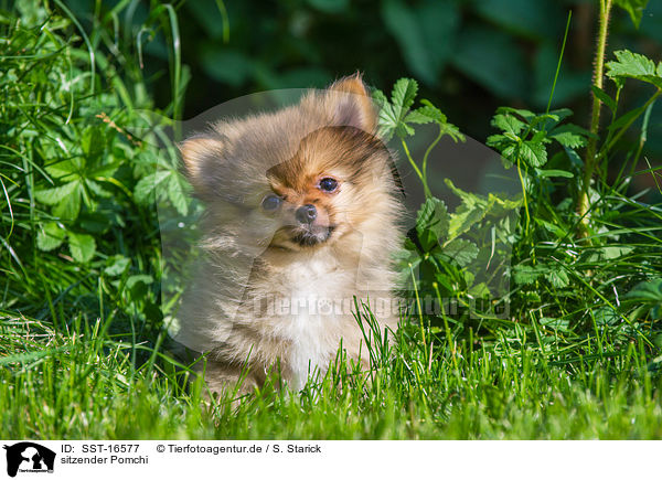 sitzender Pomchi / sitting Pomchi / SST-16577