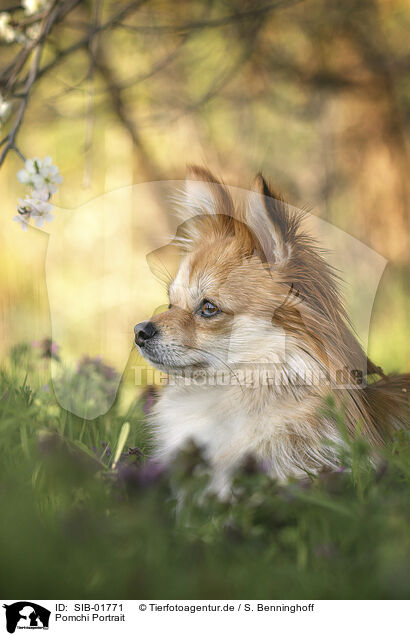 Pomchi Portrait / SIB-01771