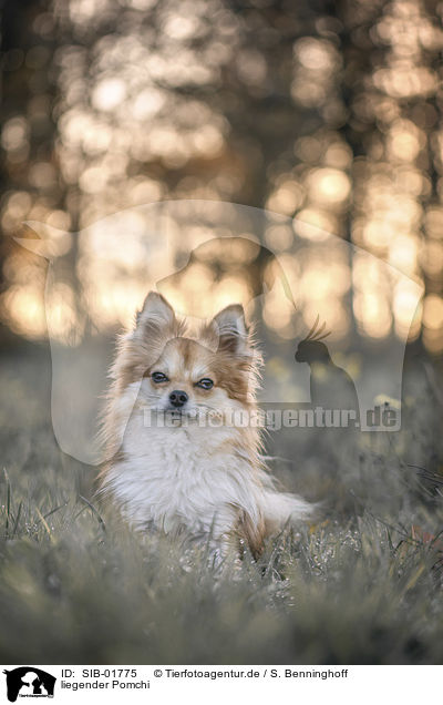 liegender Pomchi / SIB-01775