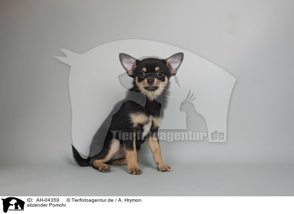 sitzender Pomchi / AH-04359