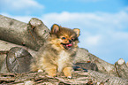 sitzender Pomchi