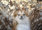 Pomchi Portrait