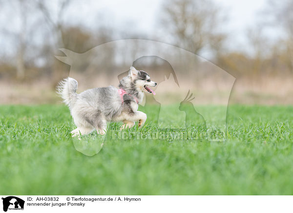 rennender junger Pomsky / running young Pomsky / AH-03832