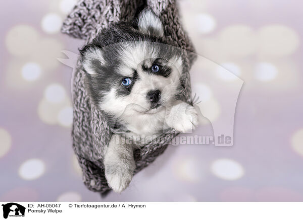 Pomsky Welpe / AH-05047