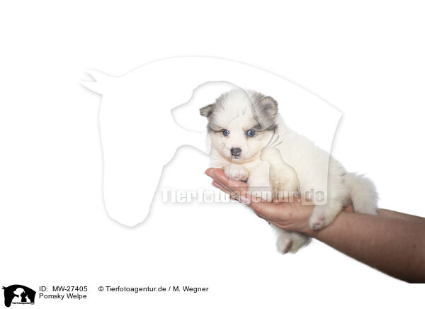 Pomsky Welpe / Pomsky Puppy / MW-27405