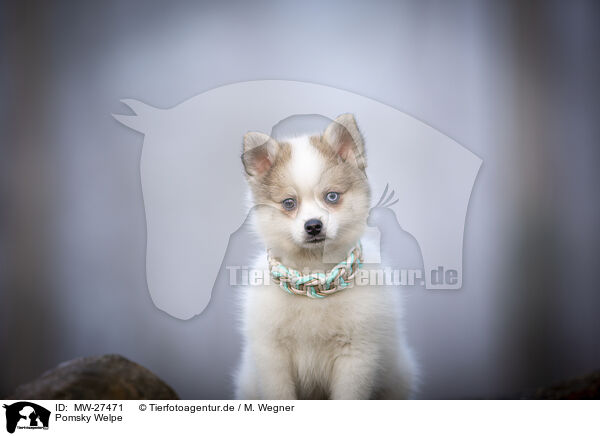 Pomsky Welpe / Pomsky Puppy / MW-27471