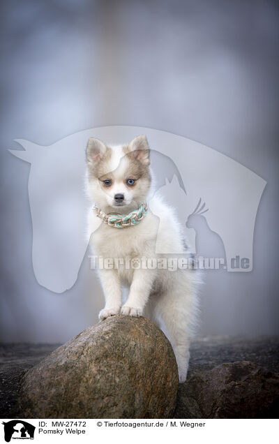 Pomsky Welpe / Pomsky Puppy / MW-27472