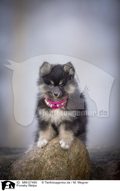 Pomsky Welpe / Pomsky Puppy / MW-27480